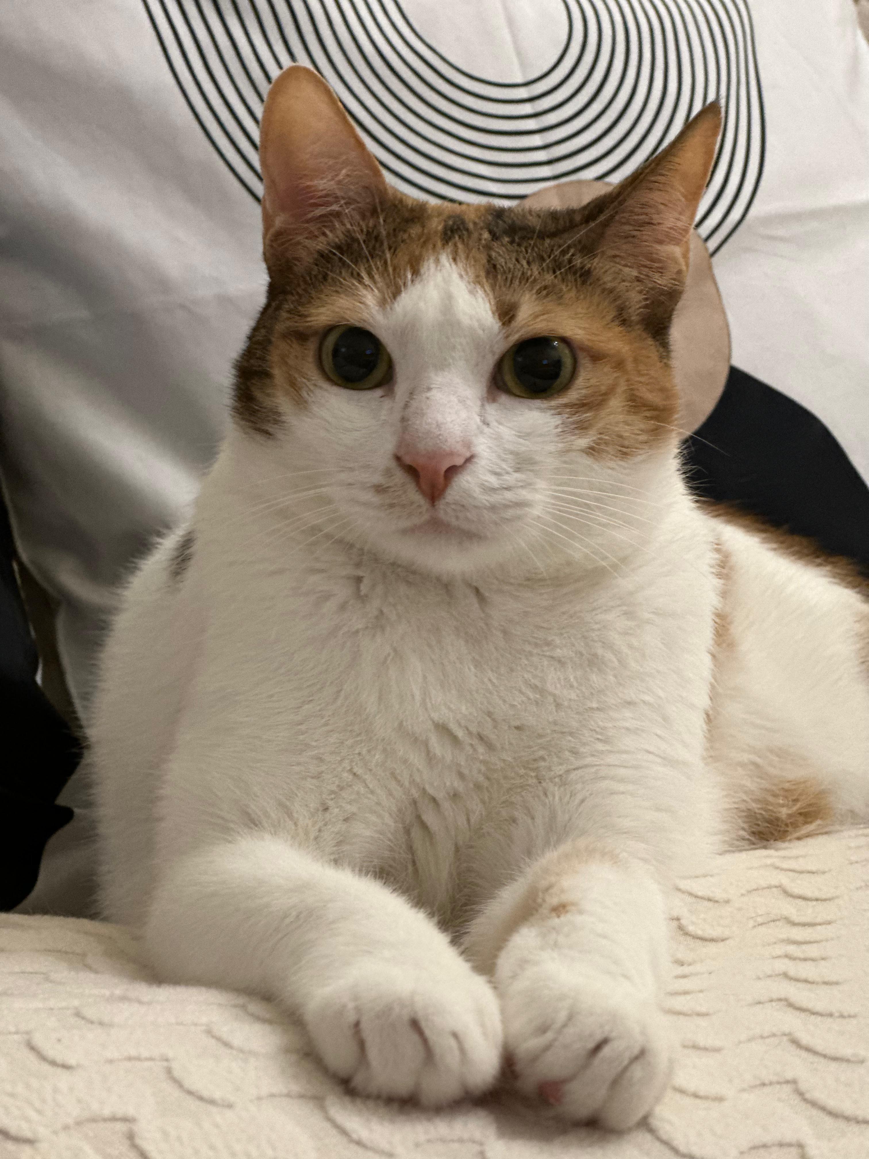 Nika the Cat